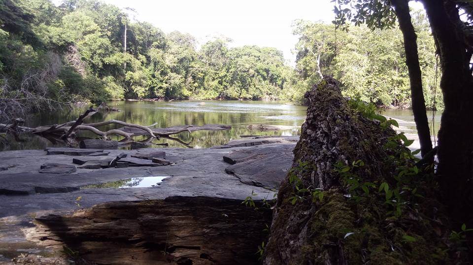 Tumucumaque Mountains National Park Untamed Wilderness in the Amazon
